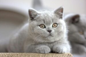 Kittens for Sale in Malviya Nagar