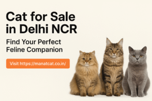 cat for sale in delhi ncr