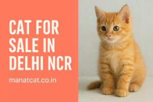 cate sale in delhi ncr