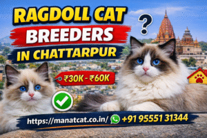 Ragdoll Cat Breeders in Chhatarpur