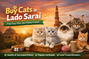 Buy Cats in Lado Sarai