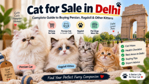Cat for Sale in Delhi