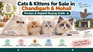 Cat for Sale in Chandigarh