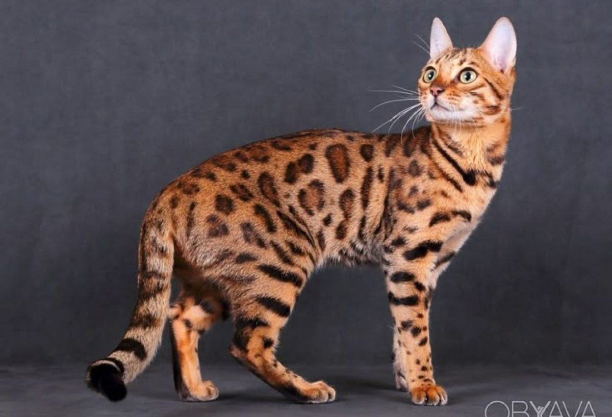 6d30b88cd99b024c12a2a4f901c014be