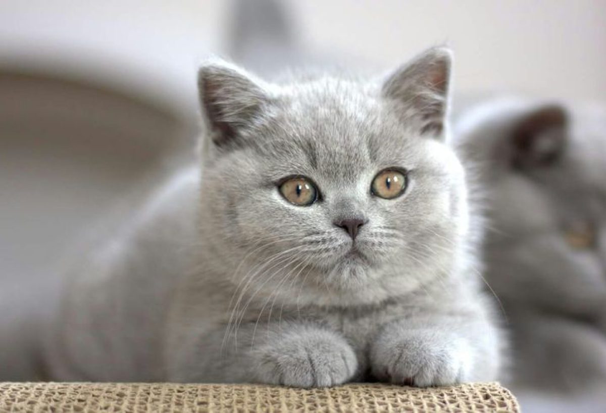 Kittens for Sale in Malviya Nagar