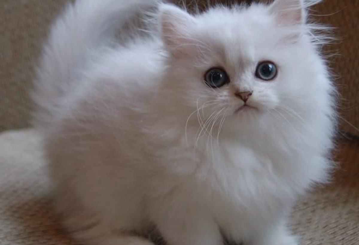 WhatsApp Image 2025-07-07 at 12.49.33 PM